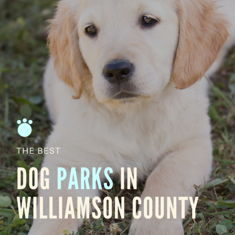 The Best Dog Parks in Williamson County